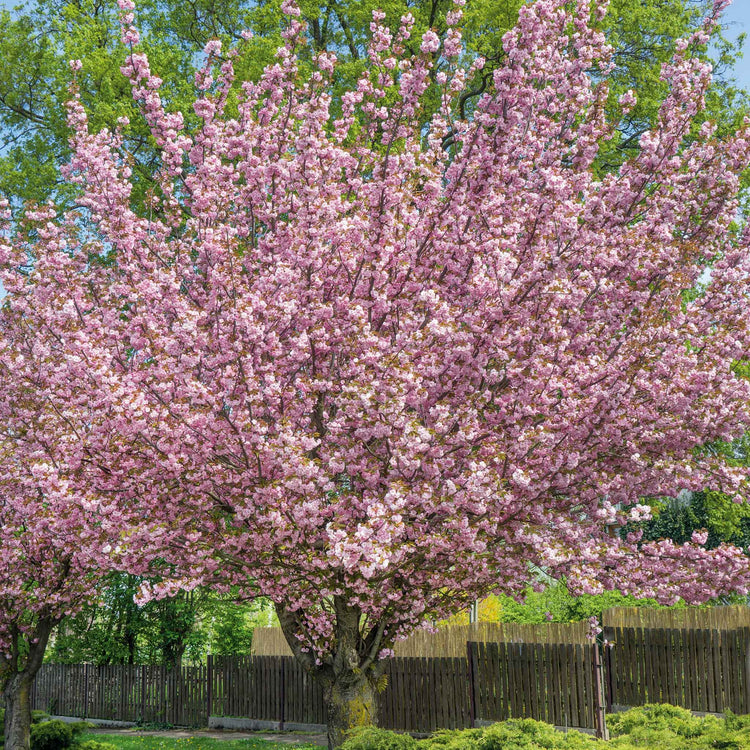 Flowering Cherry 'Kanzan'