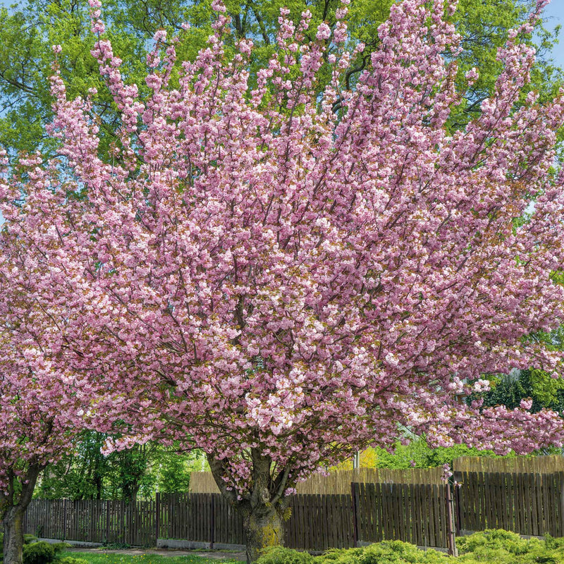 Flowering Cherry 'Kanzan'