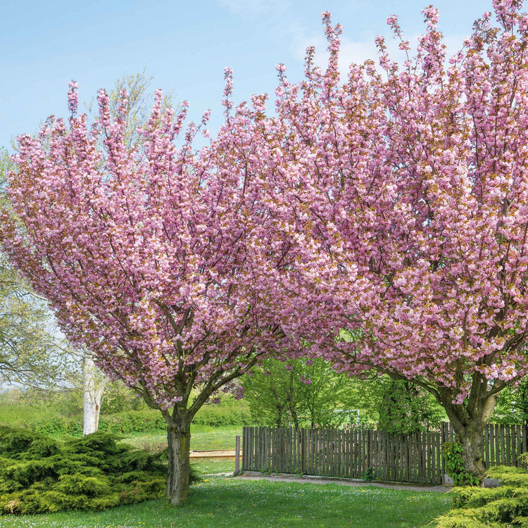 Flowering Cherry 'Kanzan'