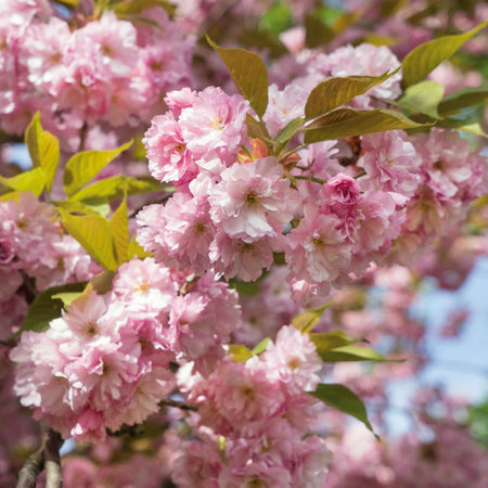 Flowering Cherry 'Kanzan'