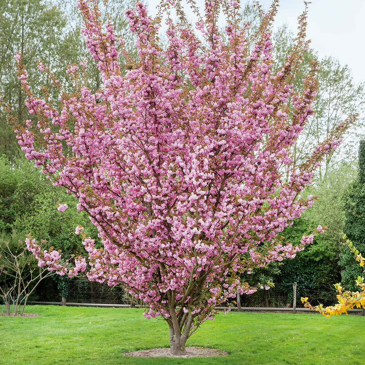 Flowering Cherry 'Kanzan'