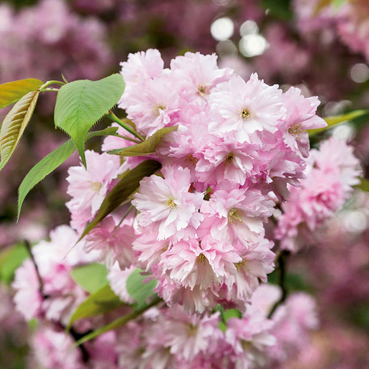 Flowering Cherry 'Kanzan'