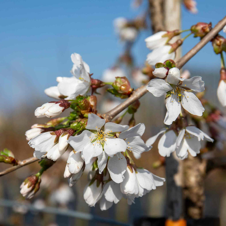 Cherry Tree 'Crown Morello'