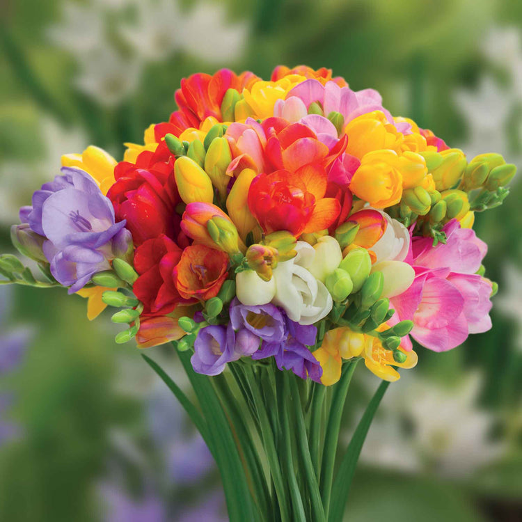 All Summer Long 100 Flower Bulb Mix