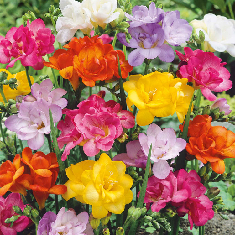 Freesia Corm 'Double Mix'