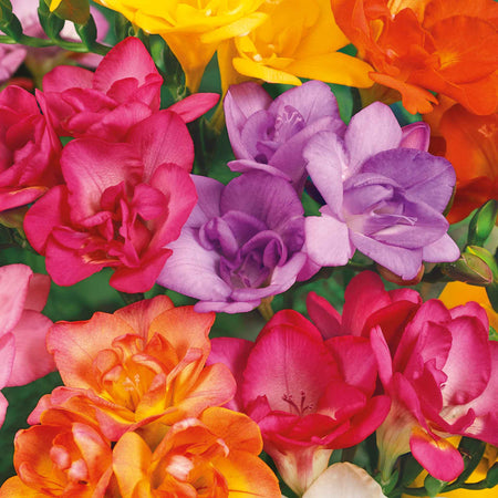 Freesia Corm 'Double Mix'