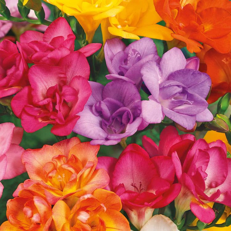 Freesia Corm 'Double Mix'