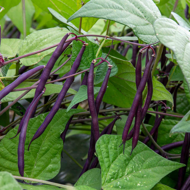 French Bean Plant 'Dwarf Amethyst'