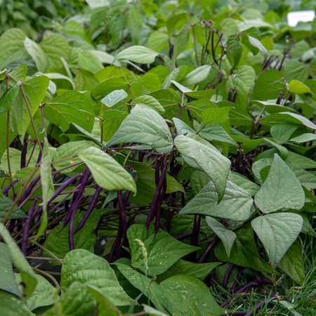 French Bean Plant 'Dwarf Amethyst'