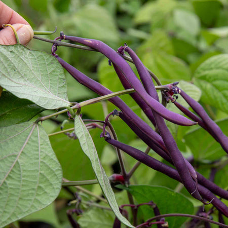 French Bean Plant 'Dwarf Amethyst'