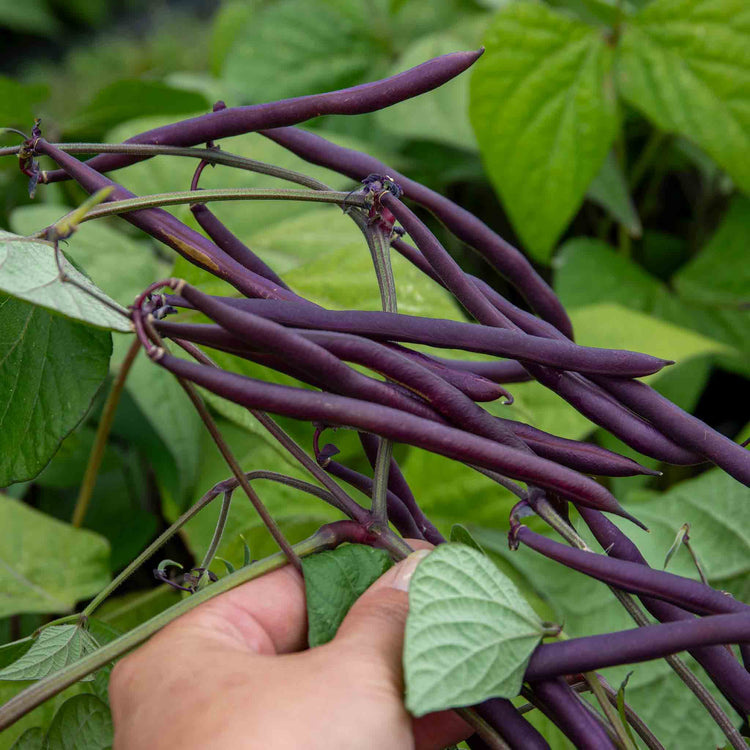 French Bean Plant 'Dwarf Amethyst'