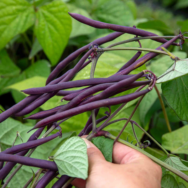 French Bean Dwarf Seeds 'Amethyst'