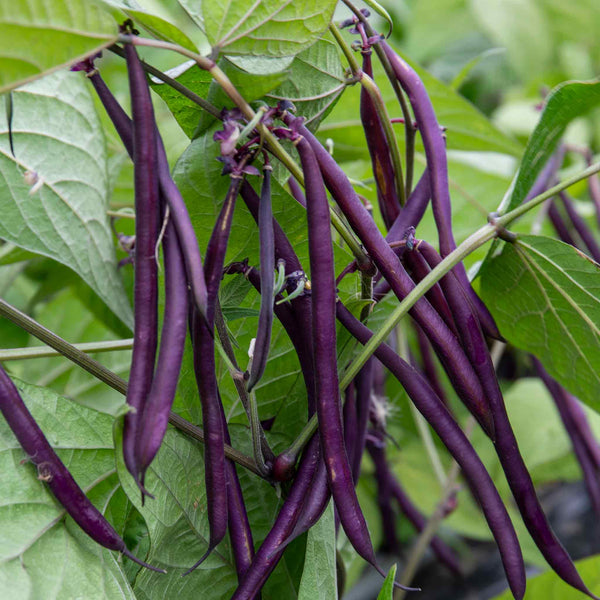 French Bean Climbing Seeds 'Carminat'