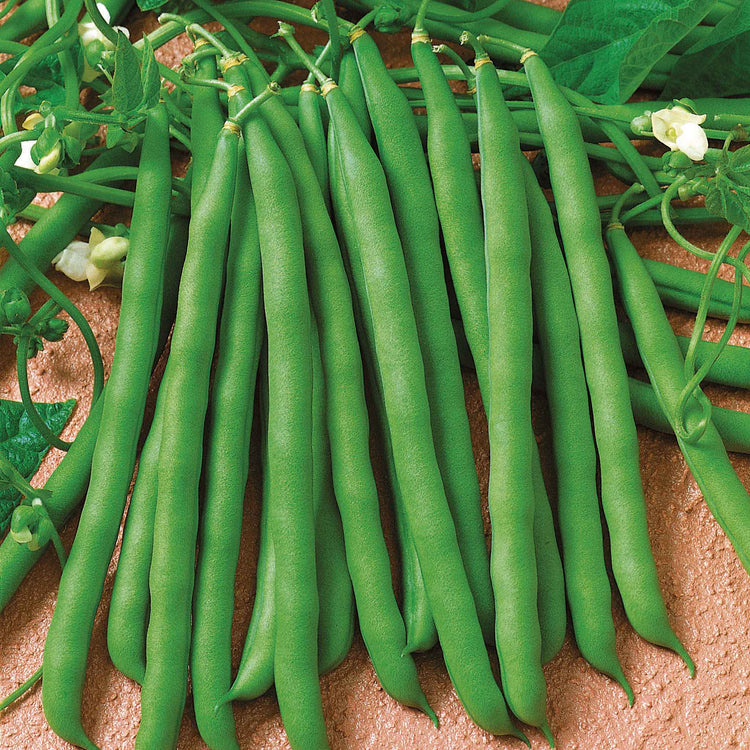 French Bean 'Summer Medley Mix'