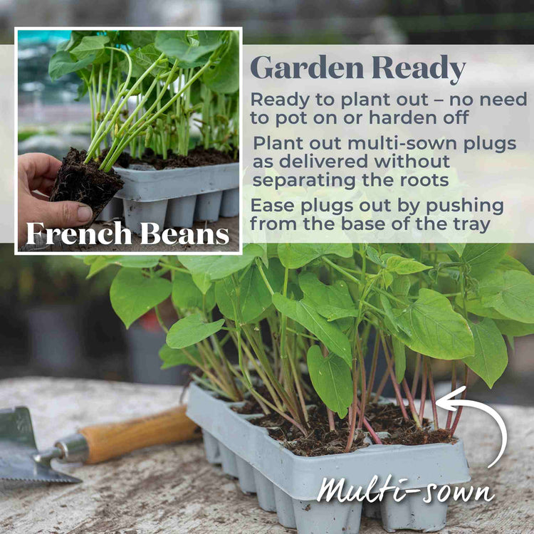 i planted a bean near my house French Bean Plant 'Dwarf Satelit'