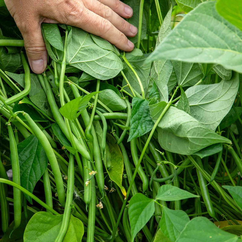 French Bean Seeds 'Martini'