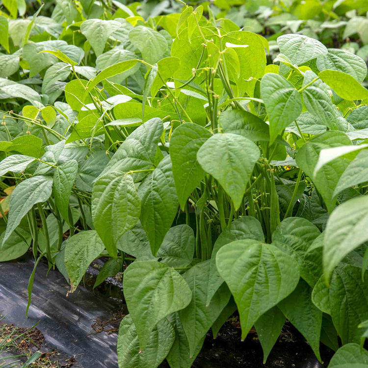 French Bean Seeds 'Martini'