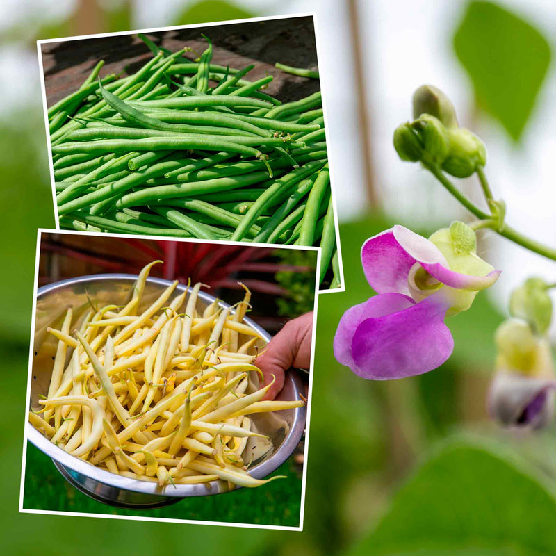 French Bean Climbing Seeds 'Cobra' and 'Monte Gusto' Duo Pack