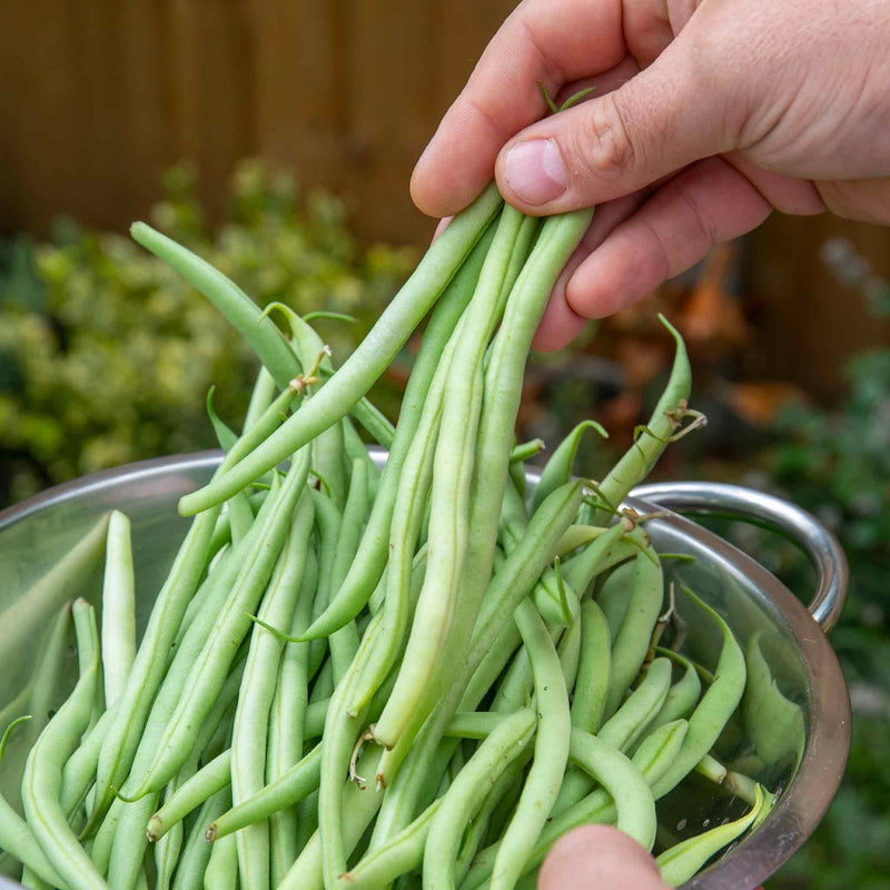 French Bean Climbing Seeds 'Cobra' Organic