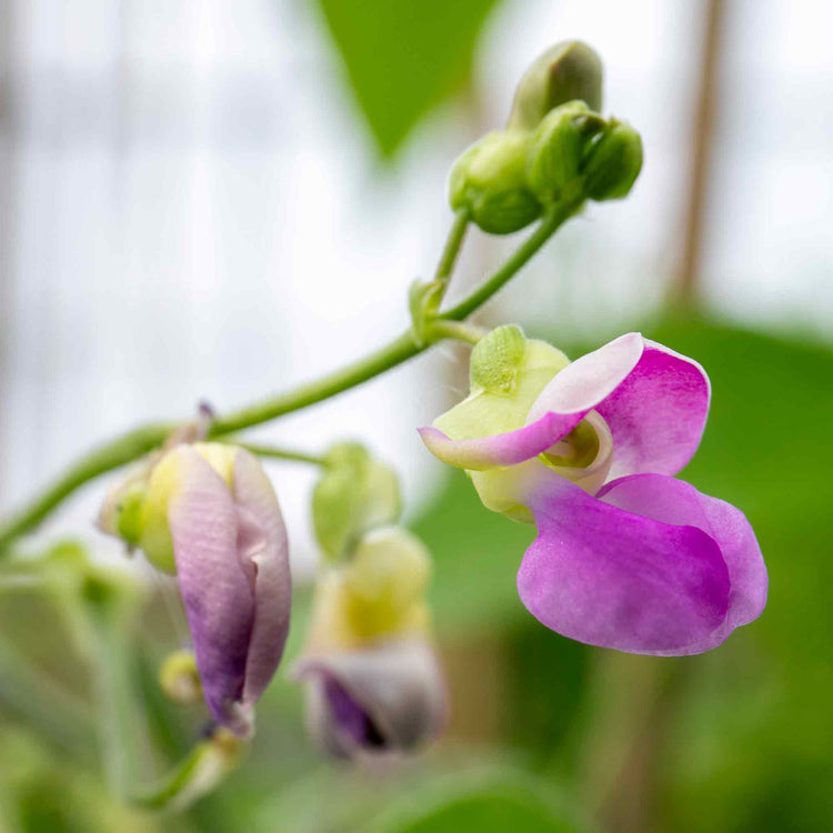 French Bean Climbing Seeds 'Cobra'