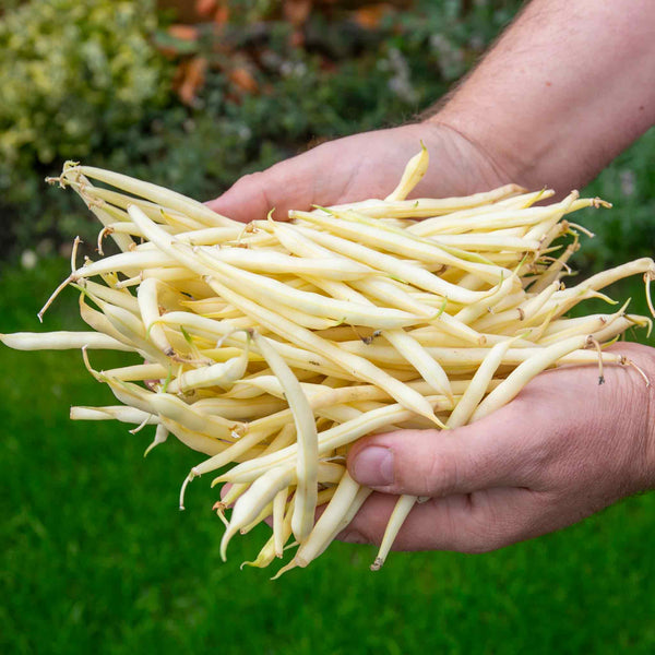 French Bean Dwarf Seeds 'Dorado'