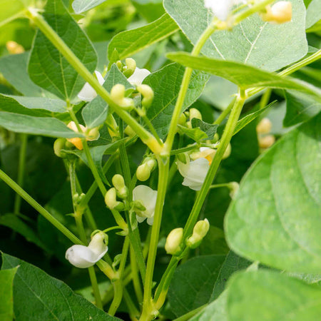 French Bean Dwarf Seeds 'Modesto'