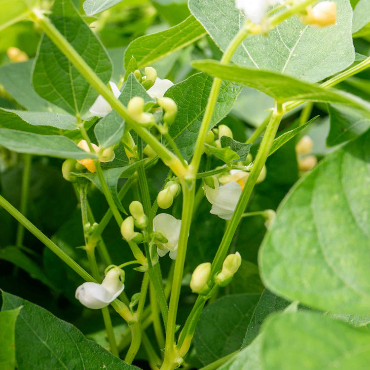 French Bean Dwarf Seeds 'Modesto'