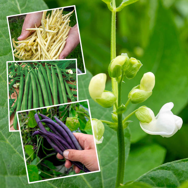 French Bean 'Summer Medley Mix'
