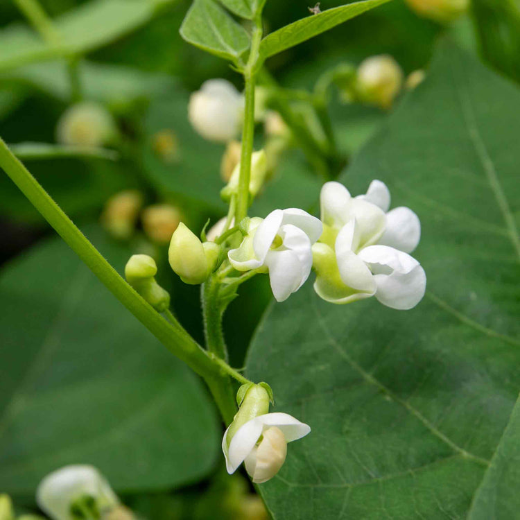 French Bean Dwarf Seeds 'Dorado'