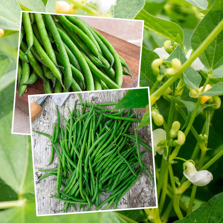 French Bean Dwarf Seeds Duo Pack