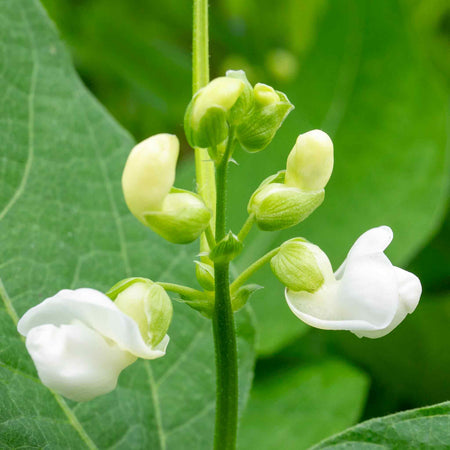 French Bean Dwarf Seeds 'Voltage'