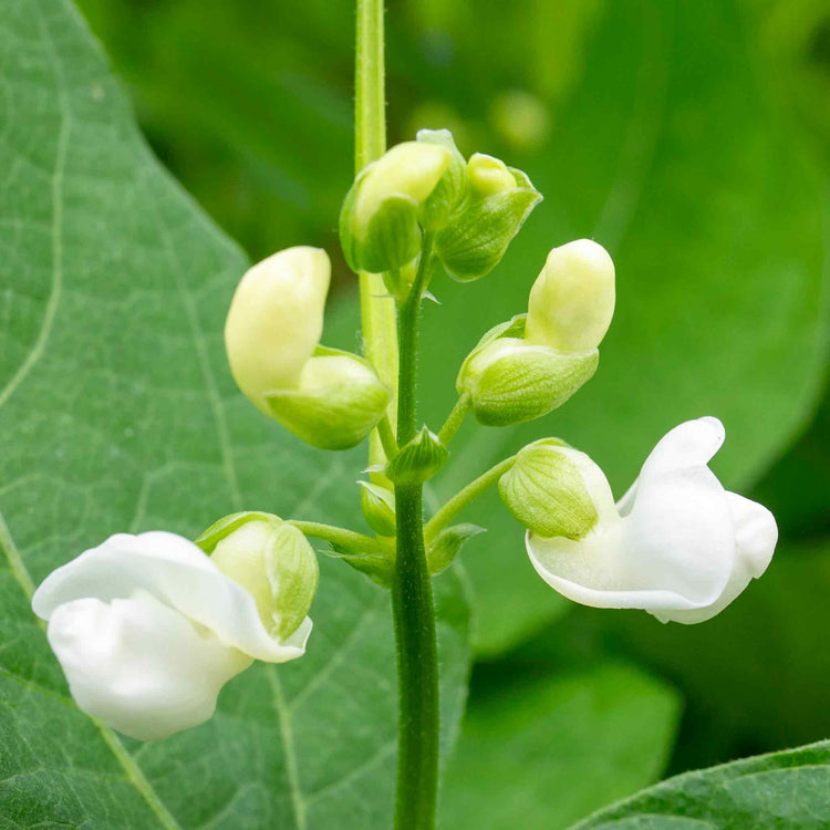 French Bean Dwarf Seeds 'Voltage'