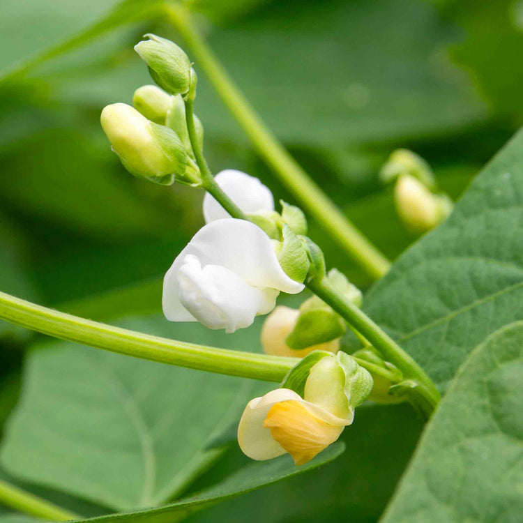 French Bean Climbing Seeds 'Cobra' and 'Monte Gusto' Duo Pack