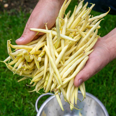 French Bean Climbing Seeds 'Cobra' and 'Monte Gusto' Duo Pack