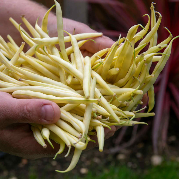 French Bean Dwarf Seeds 'Voltage'