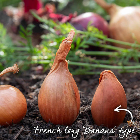 Shallot Sets 'Longor'