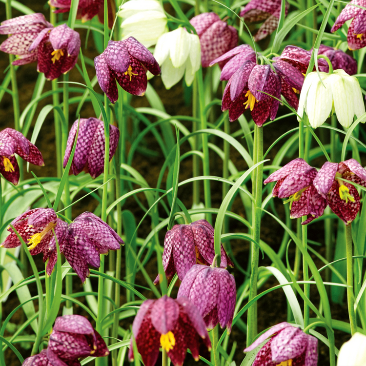 Fritillaria Meleagris (Snake's Head) - 25 Bulbs in the Green