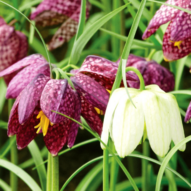 Fritillaria Meleagris (Snake's Head) - 100 Bulbs in the Green