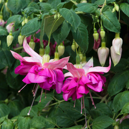 Fuchsia Plant 'Bella Rosella'