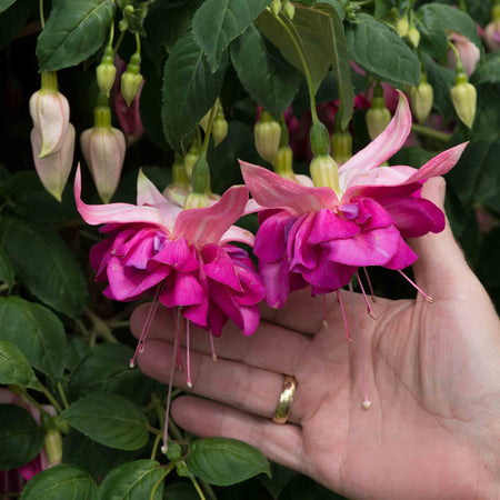 Fuchsia Plant 'Bella Rosella'