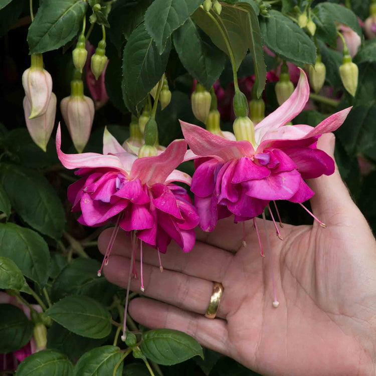 Fuchsia Plant 'Bella Rosella'