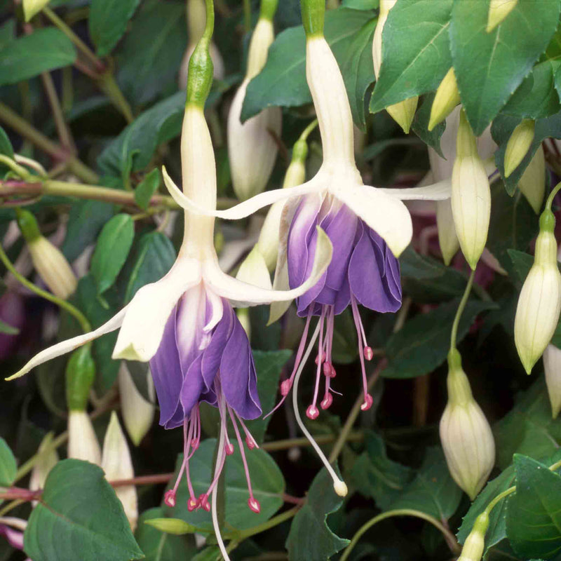 Fuchsia 'Carmel Blue'
