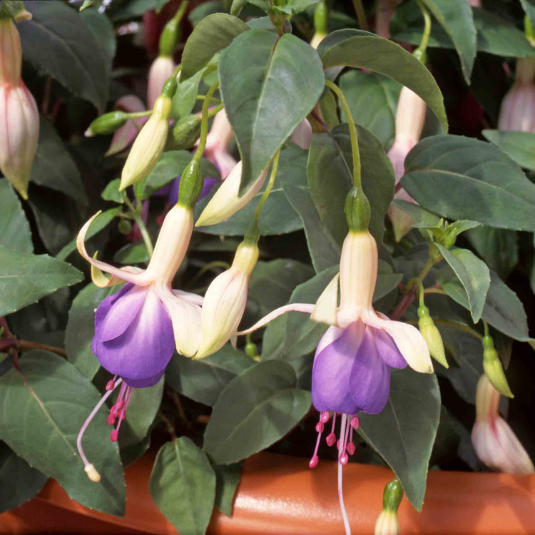 Fuchsia 'Carmel Blue'