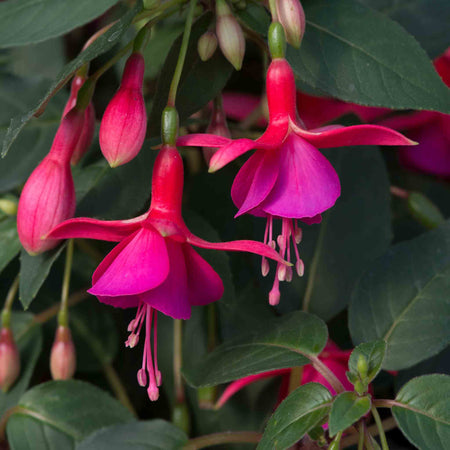 Fuchsia Upright Collection