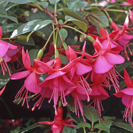 Fuchsia Upright Collection