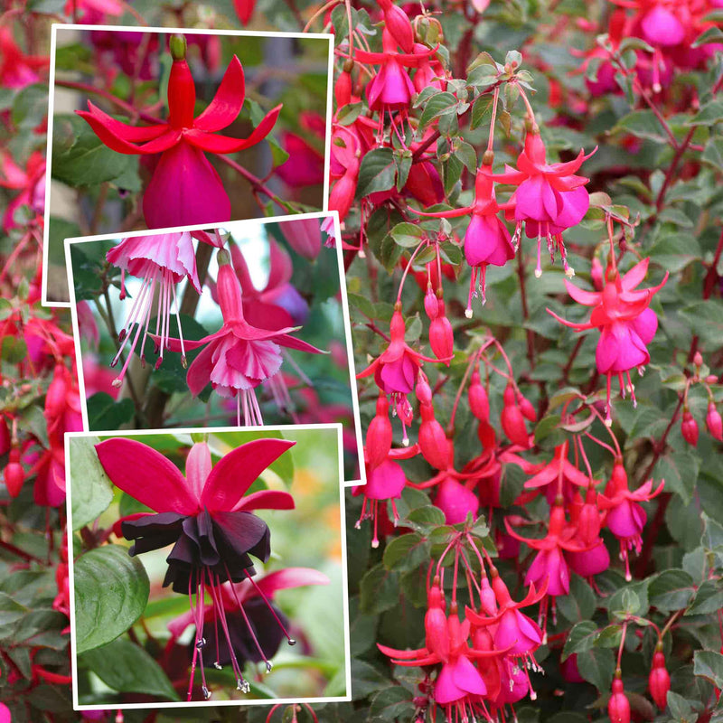 Fuchsia Hardy Collection