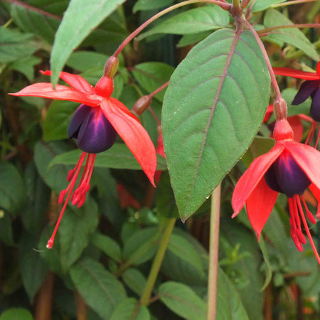 Fuchsia 'Climbing Lady Boothby'