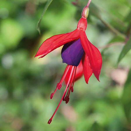 Fuchsia 'Climbing Lady Boothby'