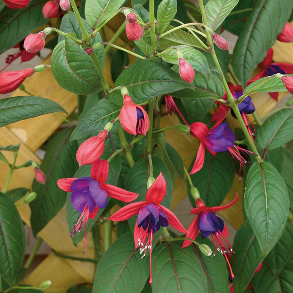 Fuchsia Plant 'Climbing Lady Boothby'