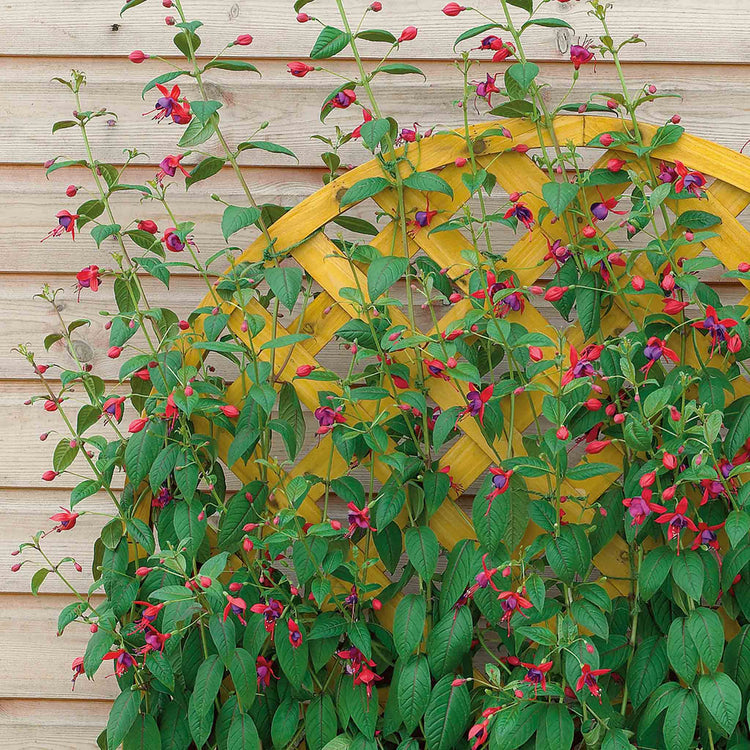 Fuchsia 'Climbing Lady Boothby'